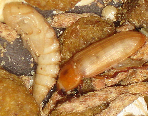 MealiePupaeBeetleA.jpg