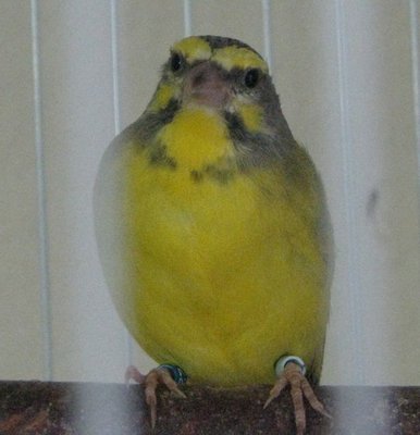 GS male 3 months old. Great singer.
