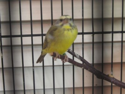 Suspected hen, but sings small and short melodies.  Not sure if this one is a male, but at almost 7 months still has the necklace.