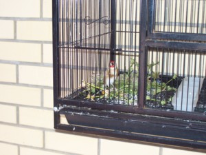 male feeding on cage floor