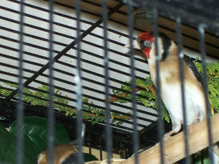 cock bird close up