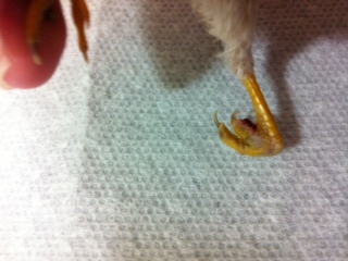 another pic of her foot.  blood on inside part of foot.