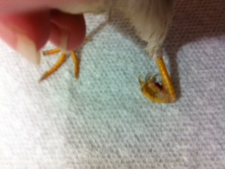here is her foot.  its bleeding on the inside part, where it curls up.  its at the top of the foot in the photo.