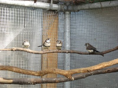 3 young Double Bars, first Day out of nest