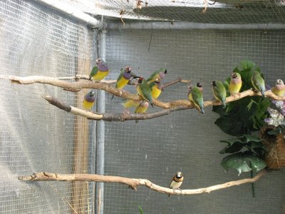 My original Gouldian pair with adult young.  They have gone to the pet shop