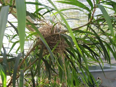 1 of 2 Double Bar nests in the Wattle Tree