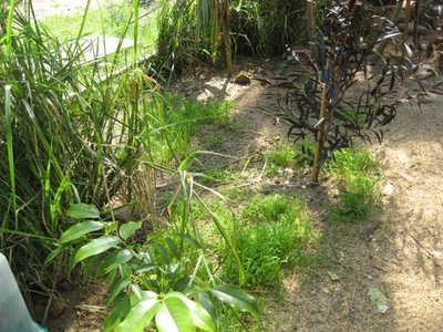 I planted some of their seed to produce new grass.  It is now quite long