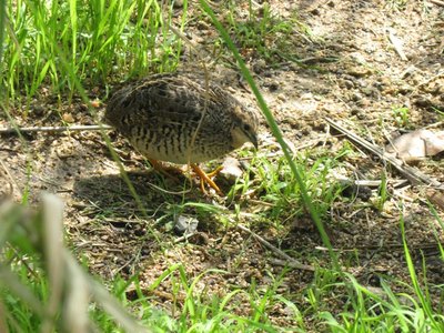 Female King Quail.JPG