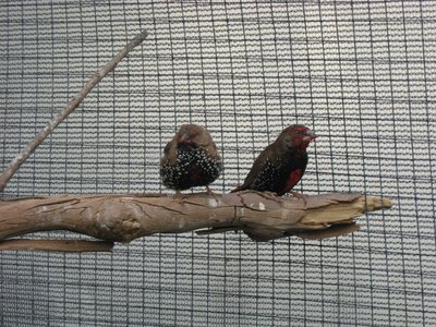 Painted Firetails.JPG