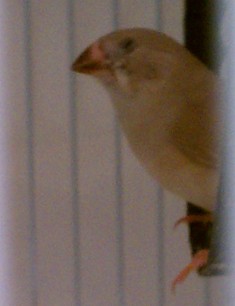 12-20 Flit's fledgling black on cheeks..jpg