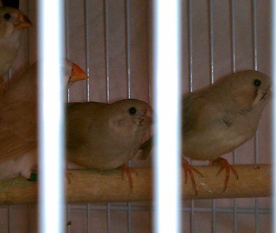 12-20 Flit's offspring black on cheek.jpg