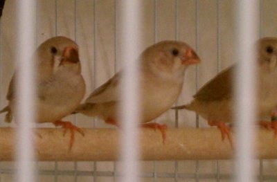 12-20 Flit's offspring black on cheek 3 of 5.jpg