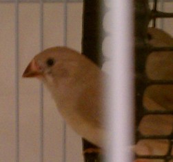 12-20 Flit's offspring black on cheek close up.jpg