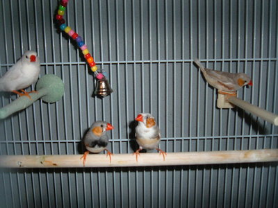 new finches.jpg
