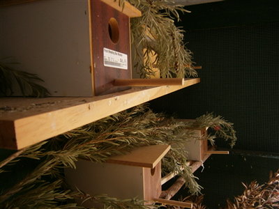 Gouldian breeding area