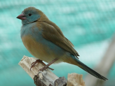 BCCB hen SA.jpg
