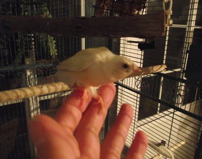 One of the fledgings