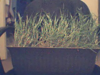 MilletSpray_0001.jpg