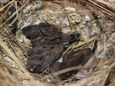 Unknown hatchlings