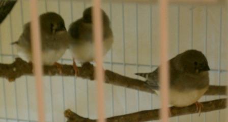 1-7-2012 Fledglings possible split to BB.jpg