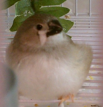 1-11-2012 baby penguin fledgling.jpg
