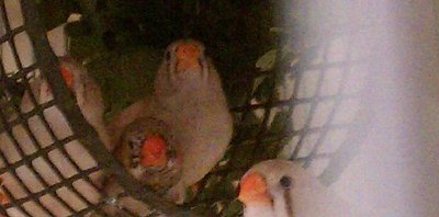 1-14-2012 black faced fawn male.jpg