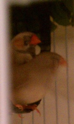 1-14-2012 black faced fawn.jpg
