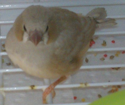 1-14-2012 possible phaeo 1.jpg