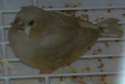 1-14-2012 possible phaeo 3.jpg