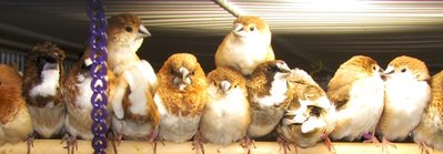 Double Decker Finches.jpg