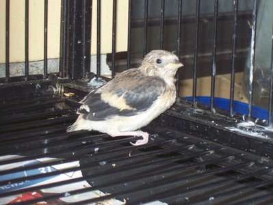 first chick.JPG
