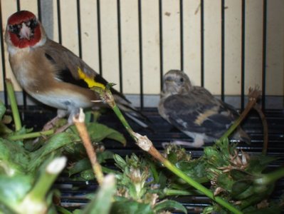 chick and dad.JPG