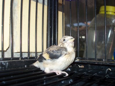 chick 3.JPG