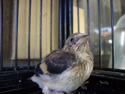 chick 4.JPG