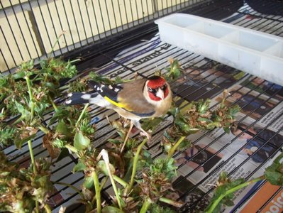 cock bird 2.JPG