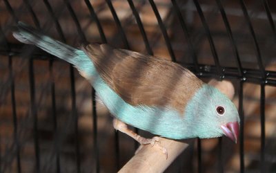 finch.jpg