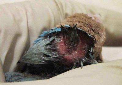 This is the back of the BB after I sprayed his neck/back of head.