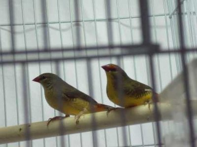 6-6 Gold Breast brother and sister.jpg
