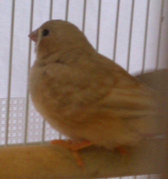 1-23-2012 little fledglings, possibly phaeo.jpg