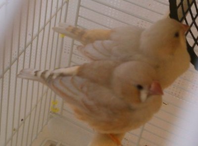 1-23-2012 two little fledglings, possibly phaeo.jpg