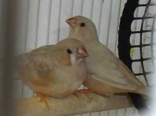 1-23-2012 Fledglings camera shot 1.JPG