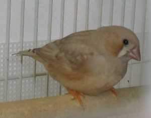 1-23-2012 fledgling camera shot 2.JPG