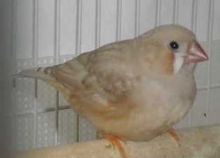 1-23-2012 fledgling camera shot 3.JPG