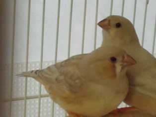 1-23-2012 fledgling camera shot 4.JPG