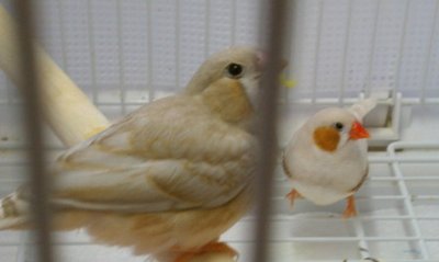 1-23-2012 fledgling phone shot 1.jpg