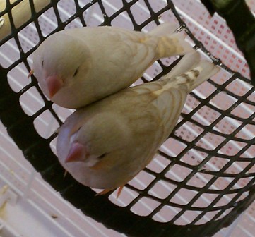 1-23-2012 fledgling phone shot 2.jpg