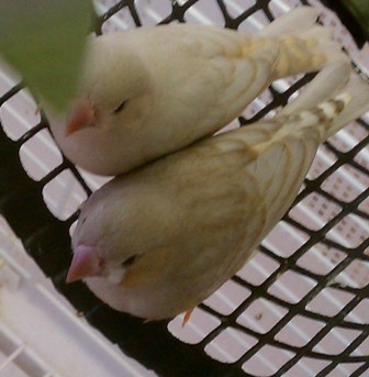 1-23-2012 fledgling phone shot 3.jpg