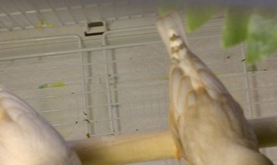 back of FF-fawn(BB) offspring.jpg