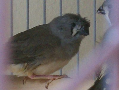 1-25-2012 Crested zebra fledgling.jpg