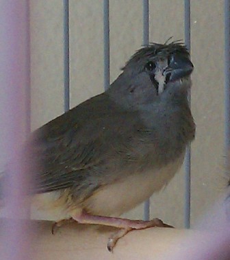 1-25-2012 Crested zebra fledgling pic 2.jpg